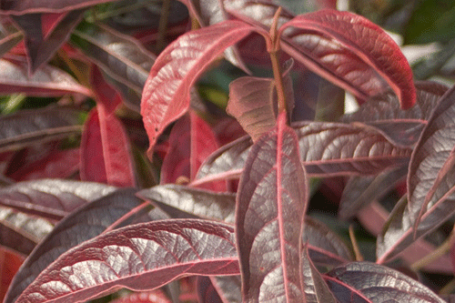 Viburnum nudum 'Brandywine' - image: Kordes Jungpflanzen