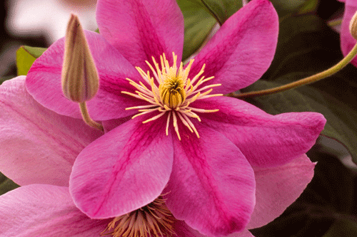 Clematis 'Alaina' - image: Guernsey Clematis Nursery