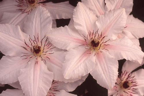 Clematis 'The Countess of Wessex' - image: Guernsey Clematis Nursery