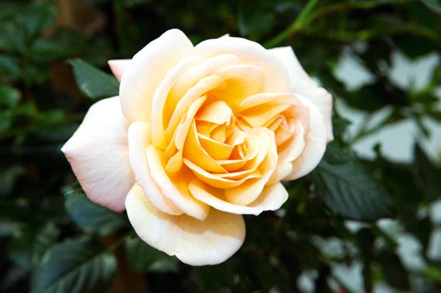 Rosa Susie ('Harwhistle')