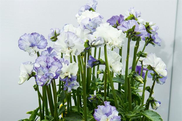 Viola 'Frilly Dilly'