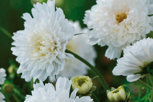 Cosmos snow puff - image: Kings Seeds