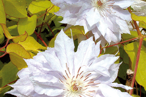 Clematis 'celebration' - image: Thorncroft Clematis
