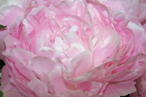 Peony 'Moonstone' - image: Kelways