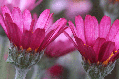 Rhodanthemum hybrid 'Marrakech' - image: Farplants