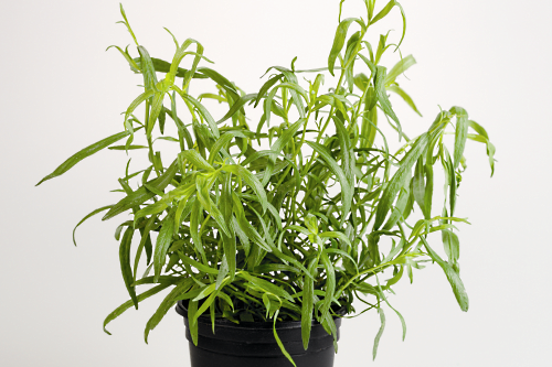 tarragon - image:VHB