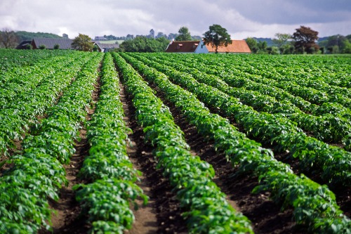 potatoes - image: Skånska Matupplevelser