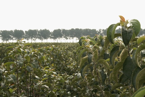 Dutch apple trees - image:HW