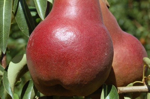 Falstaff pear - image: CRA-FRF