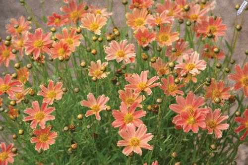 Coreopsis 'Sweet Marmalade' - image: Blooms of Bressingham