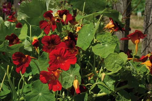Nasturtium 'Crimson Emperor' - image: Suttons Seeds