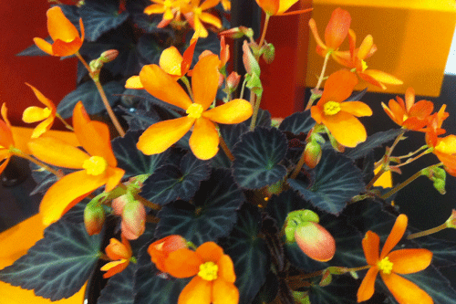 egonia hybrid 'Glowing Embers - image: IPM