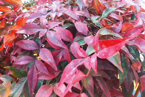 Nandina domestica 'Seika' - image: IPM