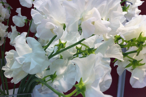 Lathyrus odoratus 'Royal White' - image: IPM