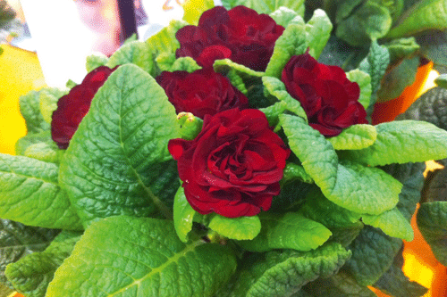 Primula Belarina 'Valentine' - image: IPM