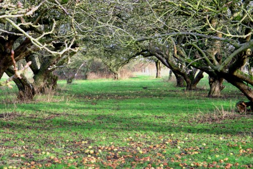 orchard - image: Mark Shirley