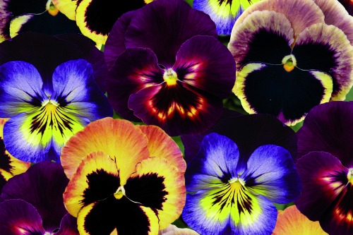 Matrix pansies - image: Ball Colegrave