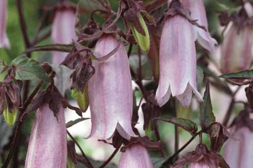 Campanula punctata Silver Bells - image: Hayloft Plants