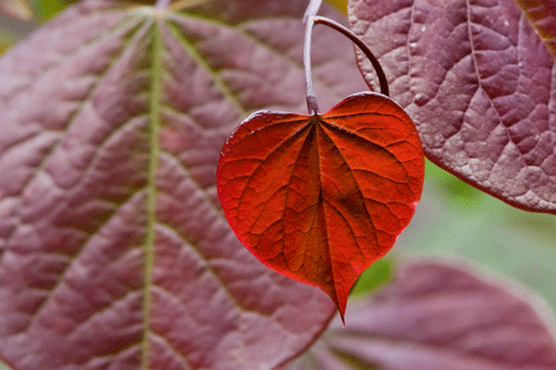 Cercis canadensis Forest Pansy - image: Hayloft Plants