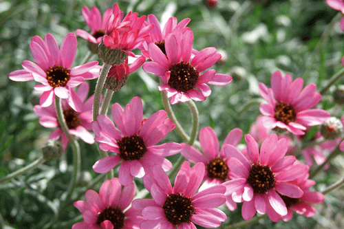 Rhodanthemum gayanum Pretty in Pink - image: Hayloft Plants