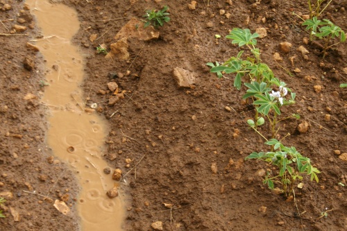 Rain - image: HW