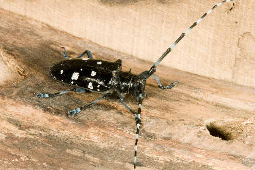 Dangerous tree pest Asian longhorn beetle -first outbreak in UK ...