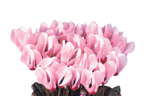 Metis Rose clair a oeil evolution - image: CH. Morel