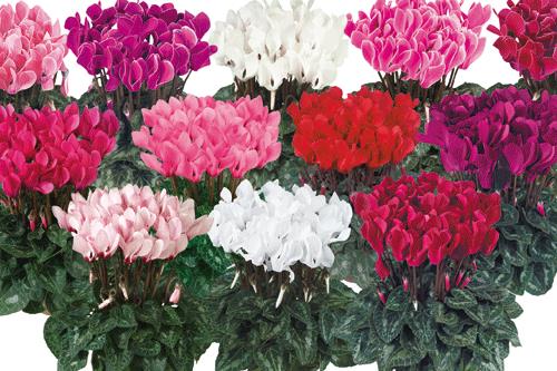 Tianis Purple and Magenta - image: CH. Morel