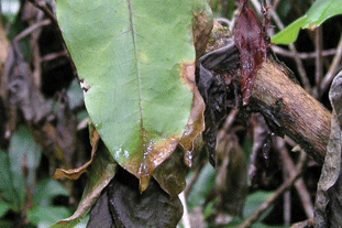 Infected rhododendron leaf. Image: Forestry Commision