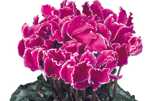 Cyclamen 'Curly'