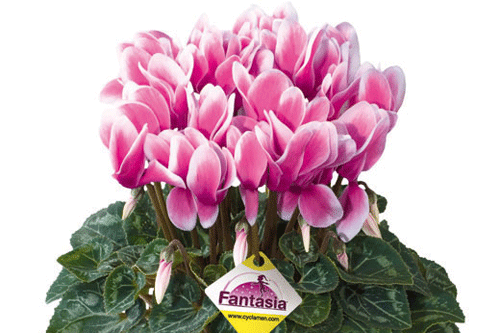Cyclamen 'Fantasia Rose evolution