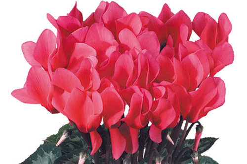 Cyclamen 'Salmon evolution'