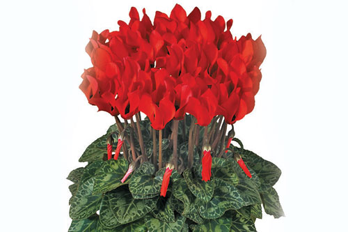 Cyclamen 'Bright red compact evolution'
