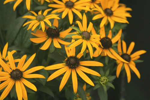 Rudbeckia fulgida 'Little Goldstar' - image: HW