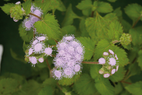 Ageratum petiolatum 'Summer Skies' - image: HW