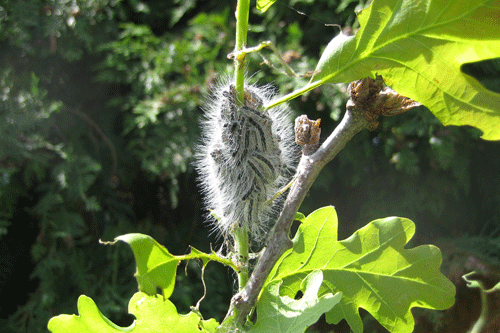 Oak processionary moth - image: Forestry Commission
