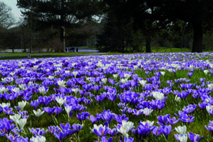 Crocuses bloom at Kew. Image: Kew
