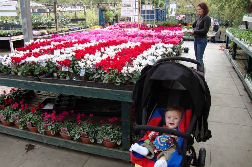 Garden retail sales rise in June despite poor weather - image: HW