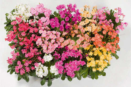 Lewisia cotyledon 'Elise' - image: © Joost Duppen de Fotograaf