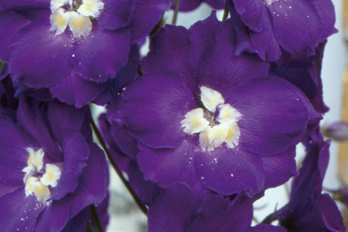 Delphinium 'Summerfield Oberon' - image: Hayloft Plants