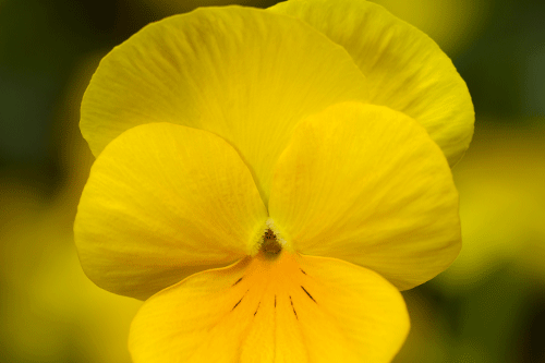 Viola Deltini 'Yellow' - image: Syngenta Floripro