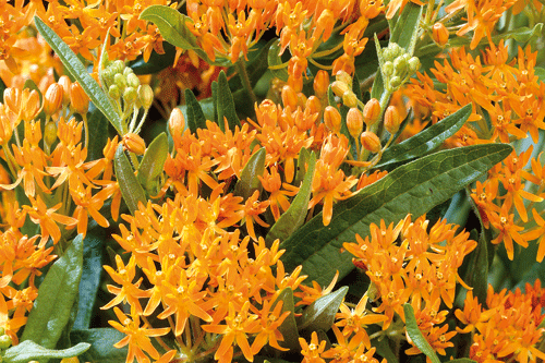 Asclepias tuberosa - image: Hayloft Plants