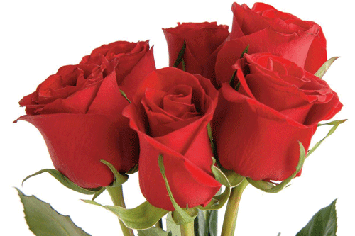 Rose 'The One and Only' - image: Thompson & Morgan