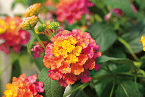 Lantana 'Tutti Frutti' - image: Hayloft Plants