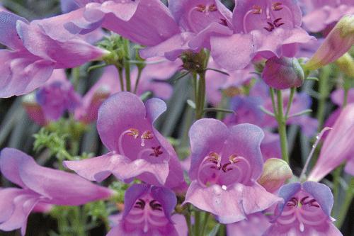 Penstemon heterophylla 'Margarita BOP' - image: Hayloft Plants