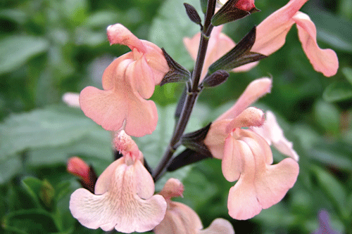 Salvia 'Peach Parfait - image: Hayloft Plants