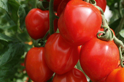 'Tomatoberry Grande'