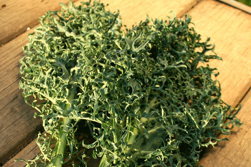 Seaweed Kale