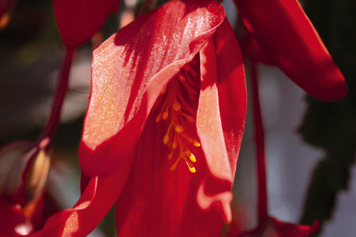 Begonia boliviensis Santa Cruz 'Sunset' - image: Benary