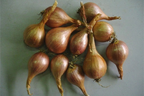 Melkior shallots - image: Fleuron d'Anjou